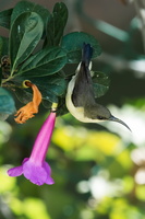 Loten's-sunbird(Cinnyris-lotenius)01