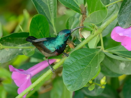 Loten's-sunbird(Cinnyris-lotenius)