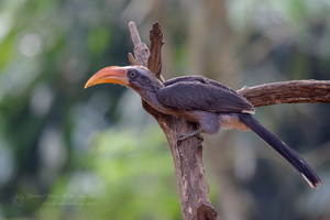 Malabar grey hornbill (Ocyceros griseus)