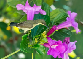 Loten's-sunbird(Cinnyris-lotenius)02