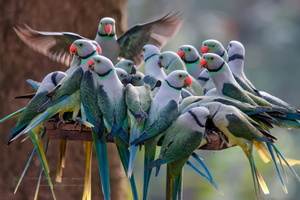 Malabar Parakeet (Psittacula columboides) (1)