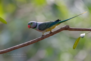 Malabar Parakeet (Psittacula columboides) (3)
