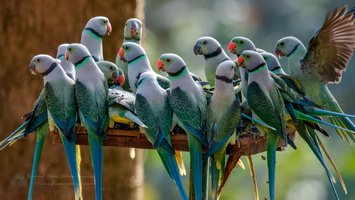Malabar Parakeet (Psittacula columboides) (2)