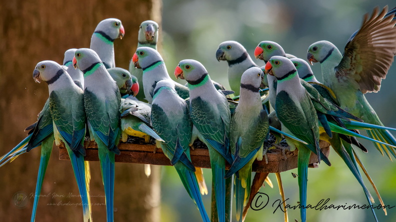 Malabar Parakeet (Psittacula columboides) (2).jpg