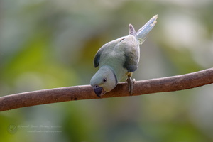 Malabar Parakeet (Psittacula columboides) (5)