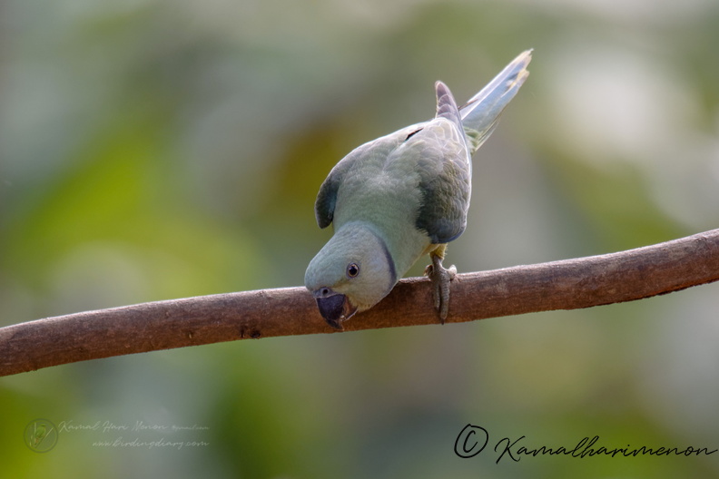 Malabar Parakeet (Psittacula columboides) (5).jpg