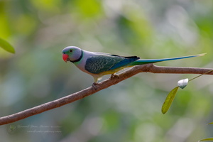 Malabar Parakeet (Psittacula columboides) (4)
