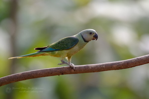 Malabar Parakeet (Psittacula columboides) (6)
