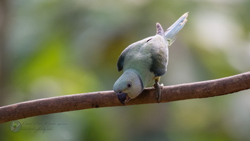 Malabar Parakeet (Psittacula columboides)03