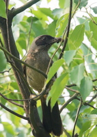 masked-laughingthrush-(Garrulax-perspicillatus)
