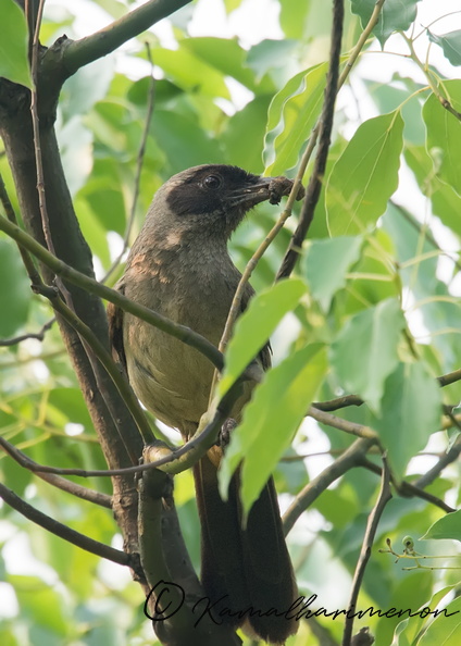 masked-laughingthrush-(Garrulax-perspicillatus).jpg