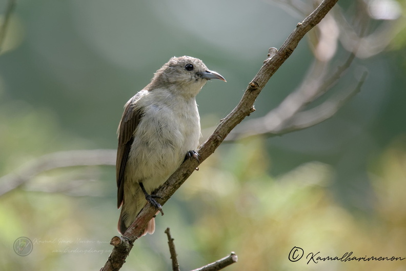 Nilgiri Flowerpecker (Dicaeum concolor)1.jpg
