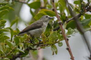 Nilgiri Flowerpecker (Dicaeum concolor)