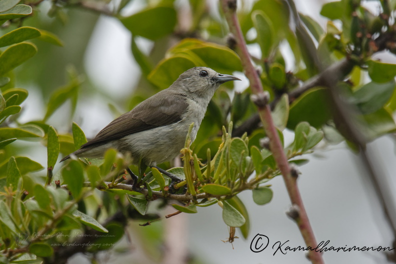 Nilgiri Flowerpecker (Dicaeum concolor).jpg