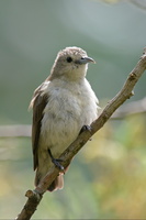 Nilgiri-flowerpecker-(Dicaeum-concolor)