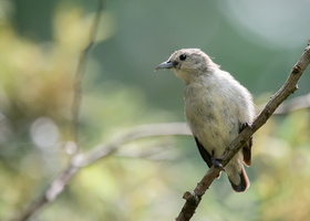Nilgiri-flowerpecker-(Dicaeum-concolor)01