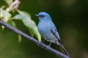 Nilgiri flycatcher (Eumyias albicaudatus)