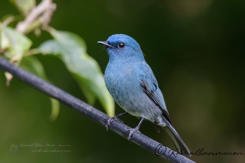 Nilgiri flycatcher (Eumyias albicaudatus).jpg