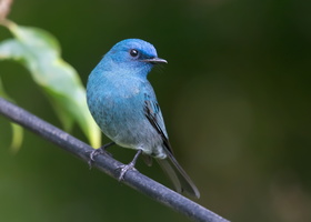Nilgiri-flycatcher-(Eumyias-albicaudatus)