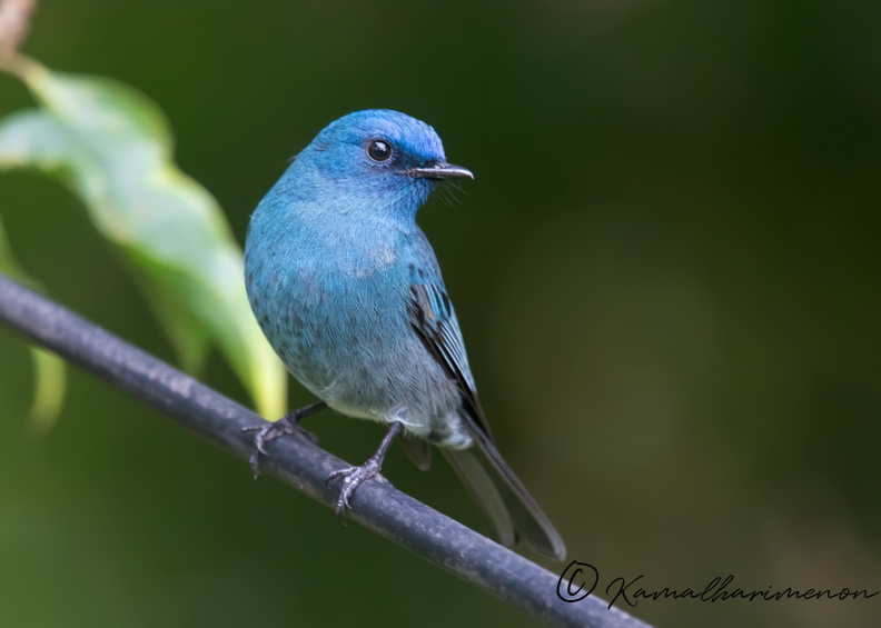 Nilgiri-flycatcher-(Eumyias-albicaudatus).jpg