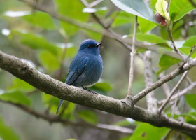 Nilgiri-flycatcher-(Eumyias-albicaudatus)-01