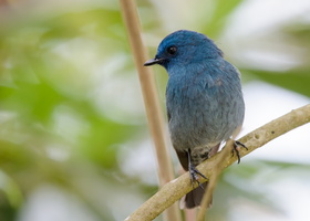 Nilgiri-flycatcher-(Eumyias-albicaudatus)-03