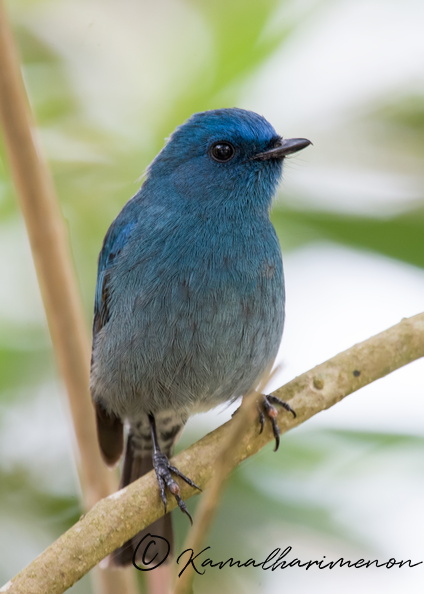 Nilgiri-flycatcher-(Eumyias-albicaudatus)-02.jpg