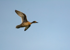 Northern-pintail-(Anas-acuta)