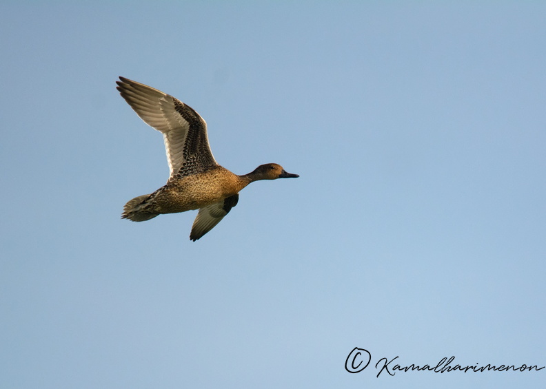 Northern-pintail-(Anas-acuta).jpg