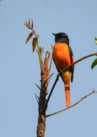 orange-minivet-(Pericrocotus-flammeus)01