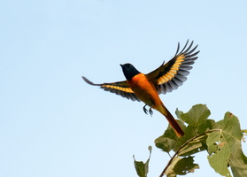 Orange-Minivet-(Pericrocotus-flammeus)