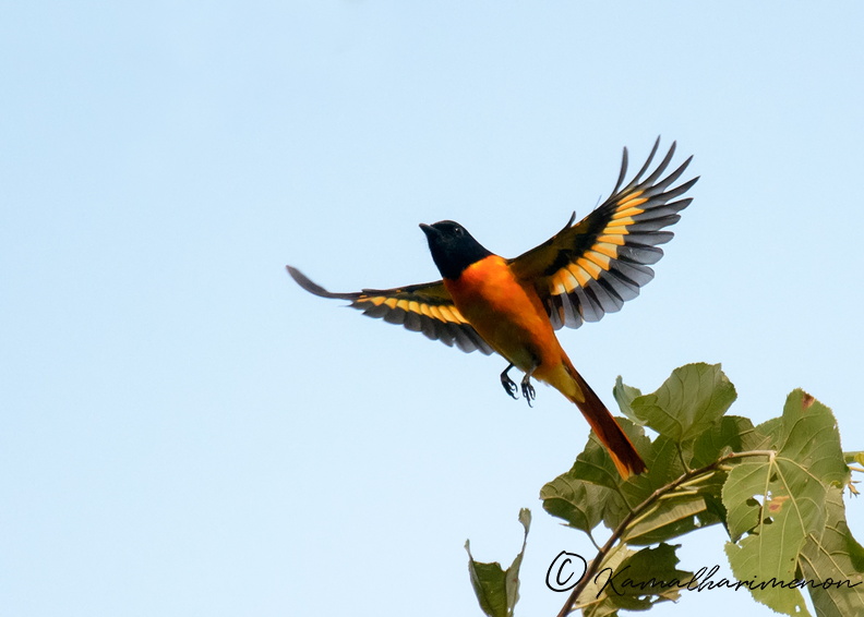 Orange-Minivet-(Pericrocotus-flammeus).jpg