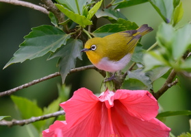 Oriental-white-eye-(Zosterops-palpebrosus)