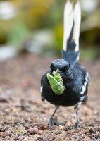 oriental-magpie-robin-(Copsychus-saularis)