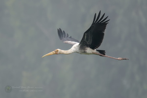 Painted Stork (Mycteria leucocephala)