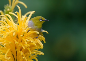Oriental-white-eye-(Zosterops-palpebrosus)01