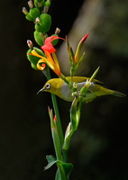 Oriental-white-eye-(Zosterops-palpebrosus)02