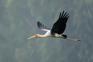painted-stork-(Mycteria-leucocephala)01