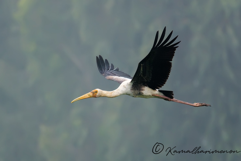 painted-stork-(Mycteria-leucocephala)01.jpg