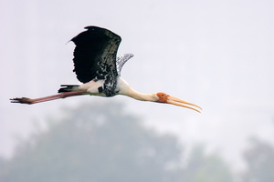 painted-stork-(Mycteria-leucocephala)