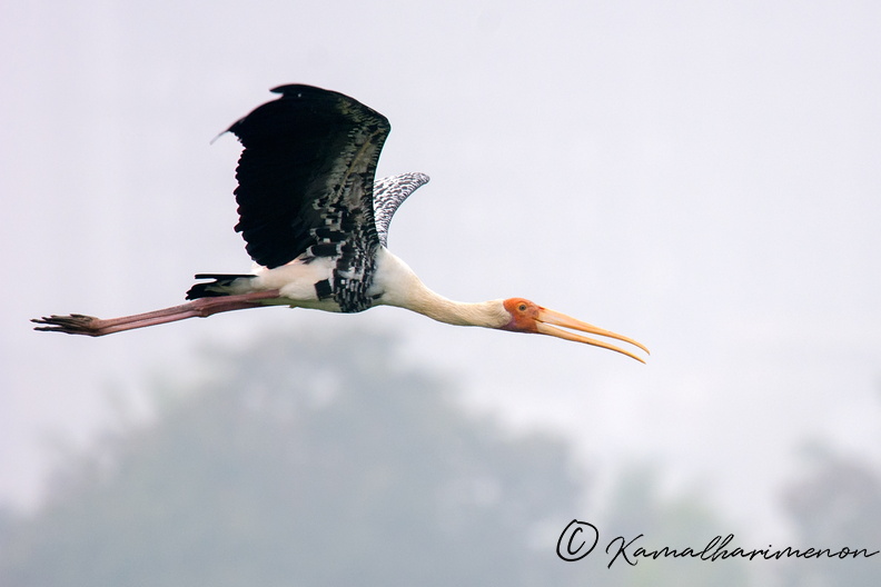 painted-stork-(Mycteria-leucocephala).jpg