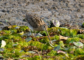 Pintail-snipe-(Gallinago-stenura)
