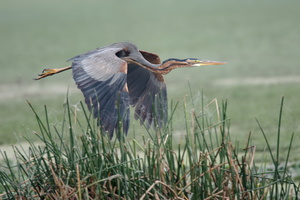 Purple Heron (Ardea purpurea)