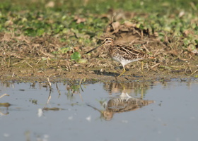 pintail-snipe-(Gallinago-stenura)01
