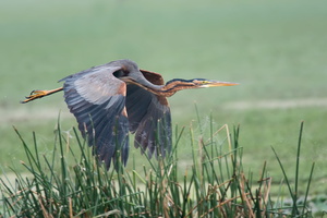 purple-heron-(Ardea-purpurea)