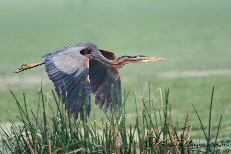purple-heron-(Ardea-purpurea).jpg