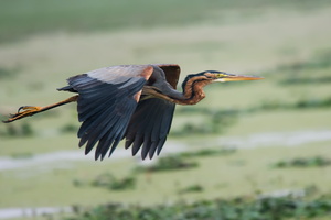 purple-heron-(Ardea-purpurea)01
