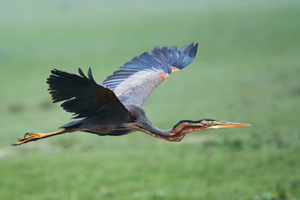 purple-heron-(Ardea-purpurea)02