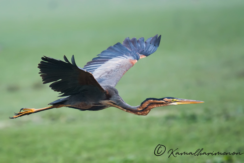 purple-heron-(Ardea-purpurea)02.jpg