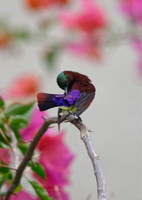 Purple-rumped Sunbird (Leptocoma zeylonica)